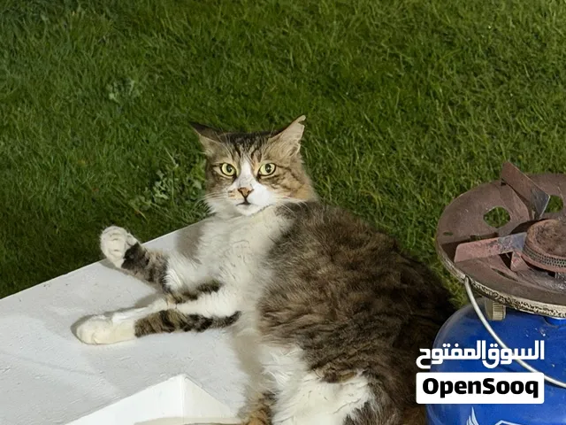 Beautiful Tabby Cat Up for Adoption