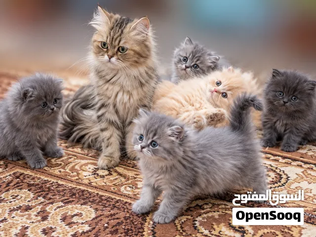 قطط شيرازي