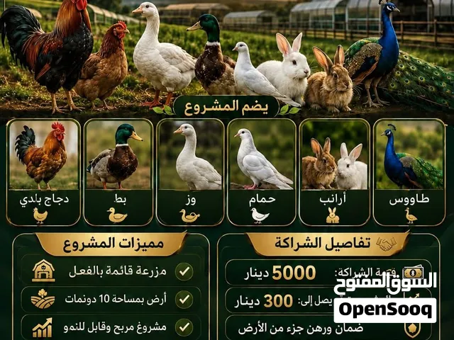بحاجة شريك لمشروع