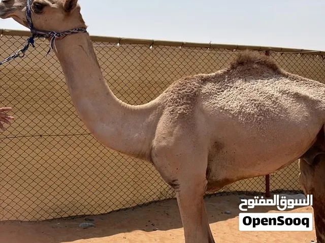 القعود حج ابو شاهين الظبي محمد بن مرخان و ام مهجنا ول قعود بدون رصاص  سعر قابل ل تفوض