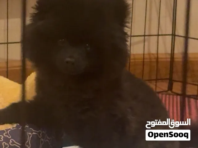 بومرينر مع جوز ومع تطعيم ومع كل سمانه