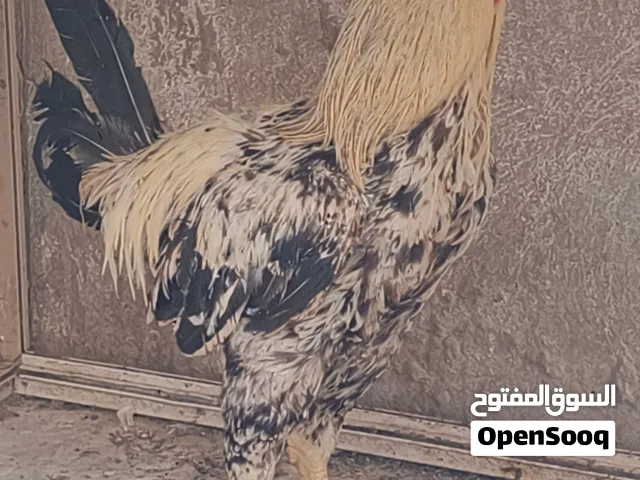 للبيع ديك تهجين باكستاني و بلدي
