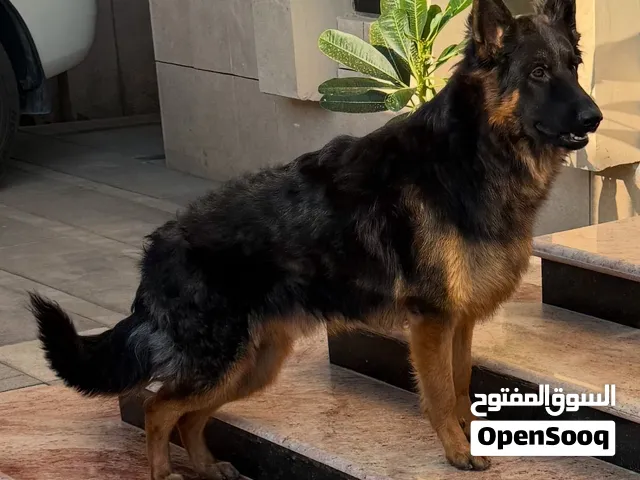 جيرمن شيبرد
