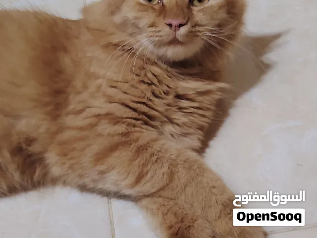 قطه شيرازي للبيع