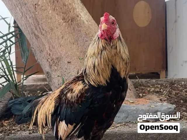 دجاج باكستاني للبيع 400 درهم
