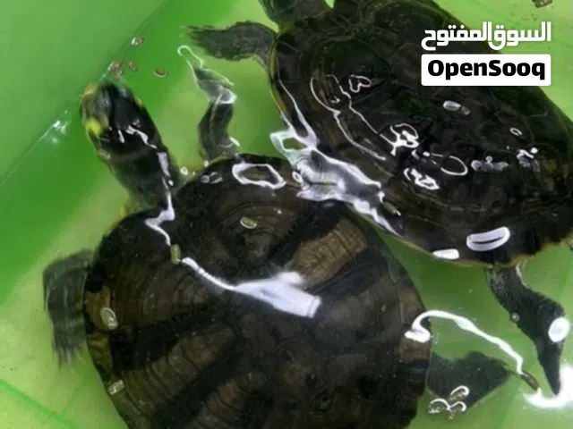 للبيع سلاحف زوج