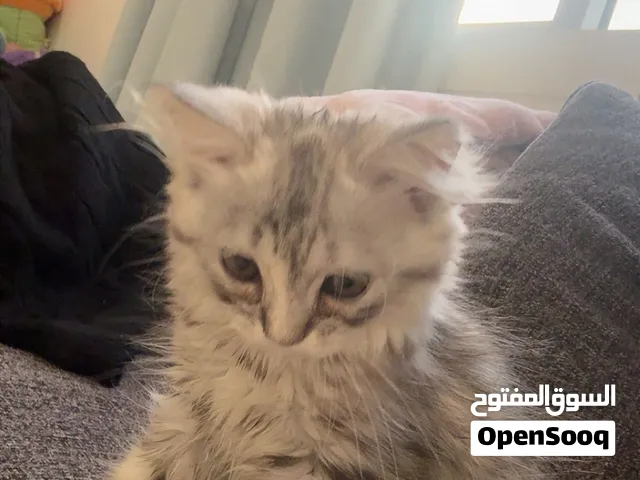 Adorable 2-Month-Old Kitten looking for a loving family and caring family price 250