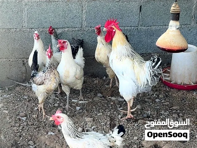 دجاج فرنسي اصل للبيع