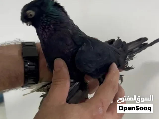 جوز روسيات سود ماكينة انتاج ب 70 د