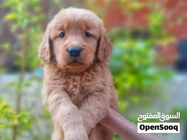 Golden retriever