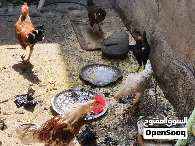 دجاج عرب للبيع 5