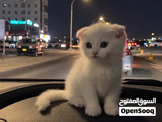 قط للبيع سكوتش فول