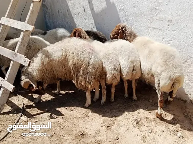 حلال للبيع عقاىق نذر مناسبات فدوى