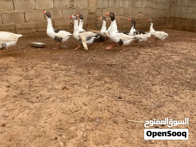 اوز ربي يبارك عز ماتكسب 3 دكورا و6 اناثي قريب جدا علي موسم تدحيه للبيع بسعر حرق