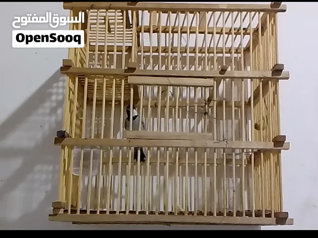 بلبل وحشي نثيه