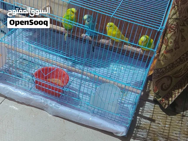 dammam almohmmadiya