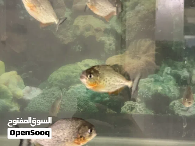 سمك بيرانا