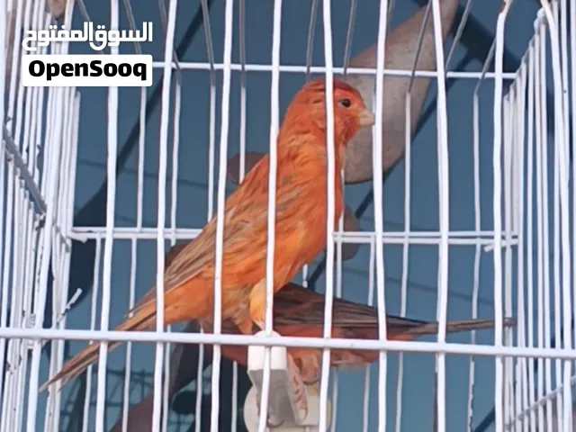 طيور كناري بألوان زاهية ومتنوعة وأعمار يافعة ومتفاوتة، صحة، نشاط، طاقة للإنتاج والترببة الصحيحة.
