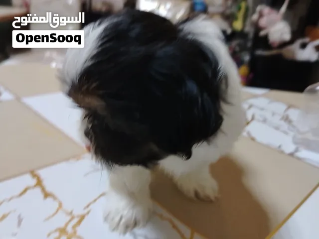 كلب ملتيز عمره شهرين