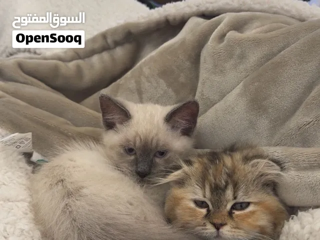 قطوتين مطعمات