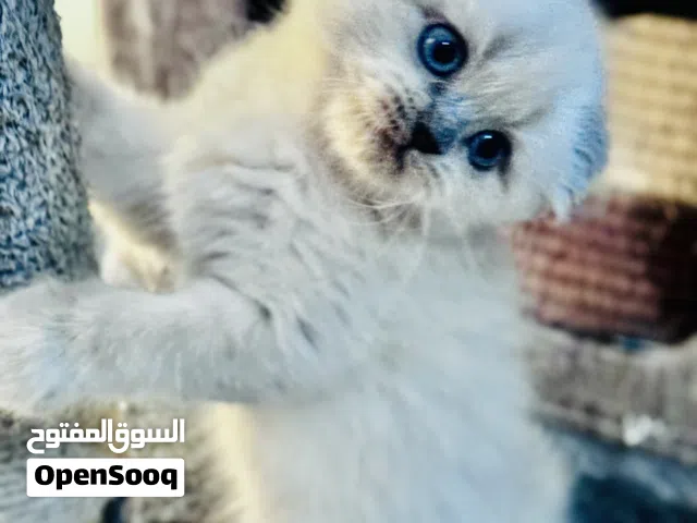 قطط صغيره سكوتيش فولد وبريتش ستريت Scottish ear fold long hair kittens