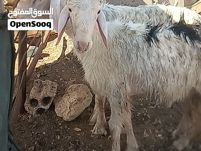 متاح خرفان عدد اثنان نجديات نخب اول