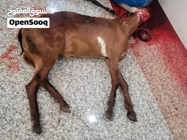 لحوم بلدي فاخره