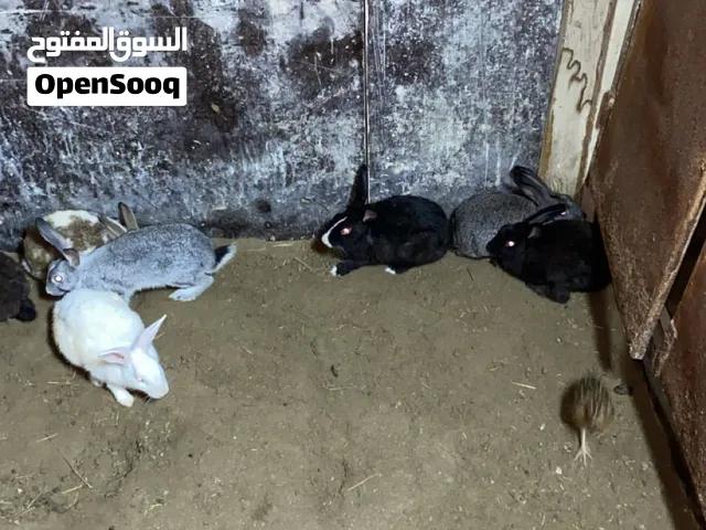 أرانب للبيع بصحه جيدة جاهزة للإنتاج اقرأ الوصف