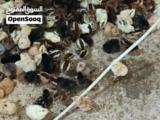 صوص دجاج فاخ من الاخر