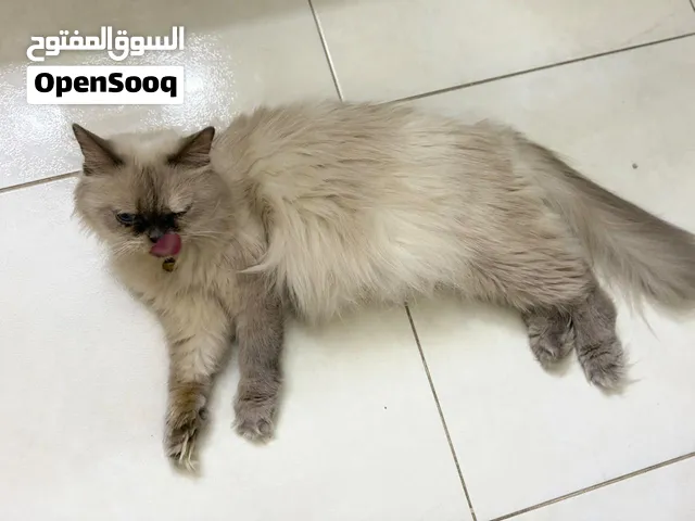 Beautiful female Himalayan cat.