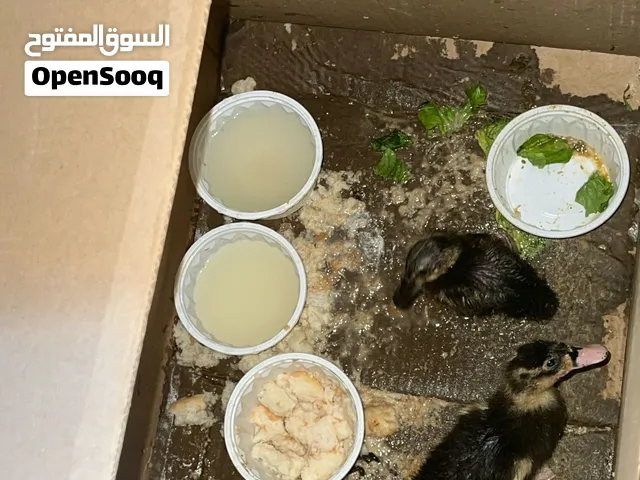 اسلام عليكم بط مجاني