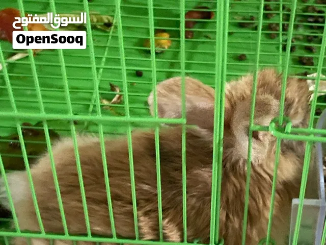 أرنب مضيف للبيع والجاد يتواصل معي
