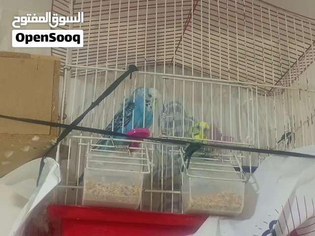 طيور حب الانثى هوجو رومو