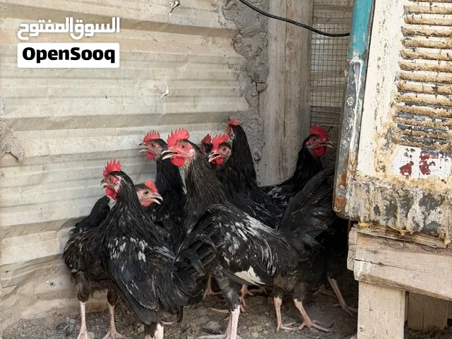 ديوجه للبيع عدد 11