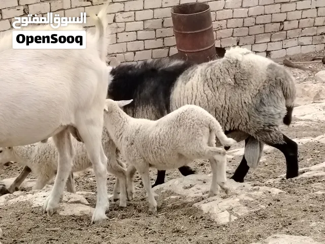 اغنام رومانوف