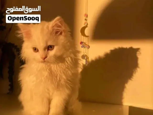 قط شرازي ذكر