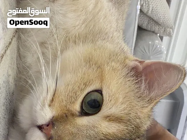 برتش شورت هيو قولد