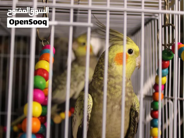 كوكتيل إيزابيل أنثى جامبو للبيع بسعر مغري وعرطة عمر 7 شهور