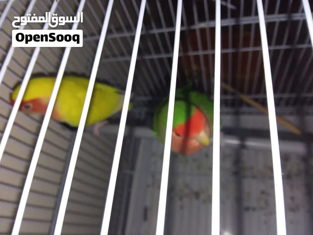love birds for sale