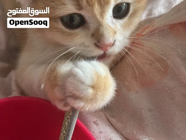 ذكر اسكوتش فولد للبيع