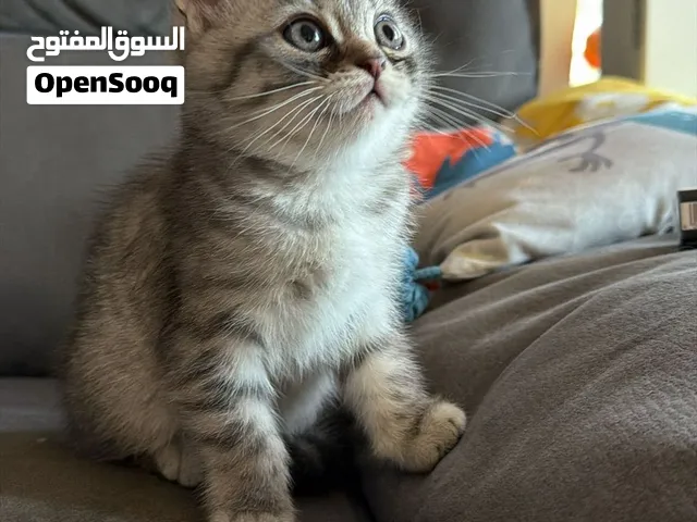 للبيع قطط سكوتش فولد و شيرازي عمر شهرين