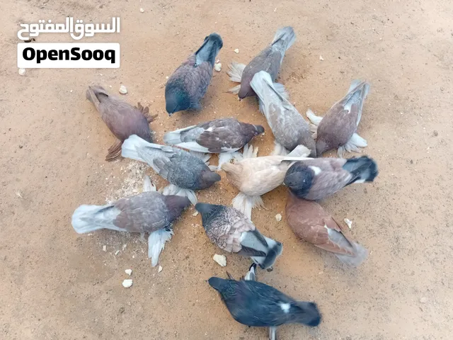 موجود 10 طروف شقلاب للبيع