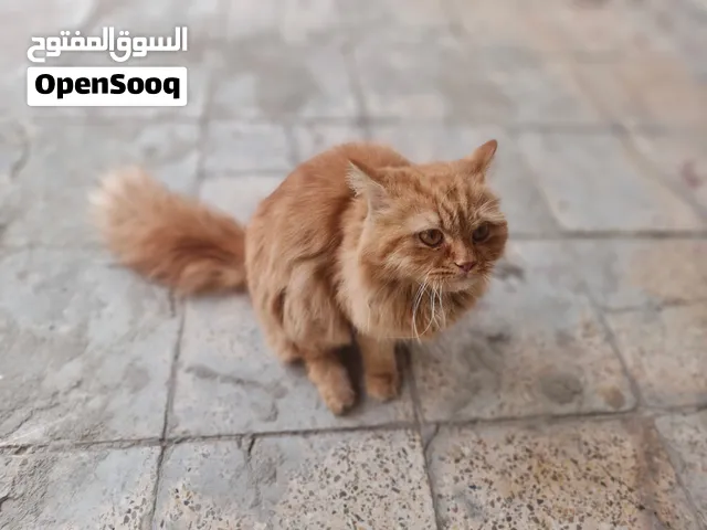 قط شيرازي نضيف جدا ونشيط جدا ملقح ومعقم لكن دفتر التلقيح ضايع مني مع قفصه السعر 100 قفل قفل