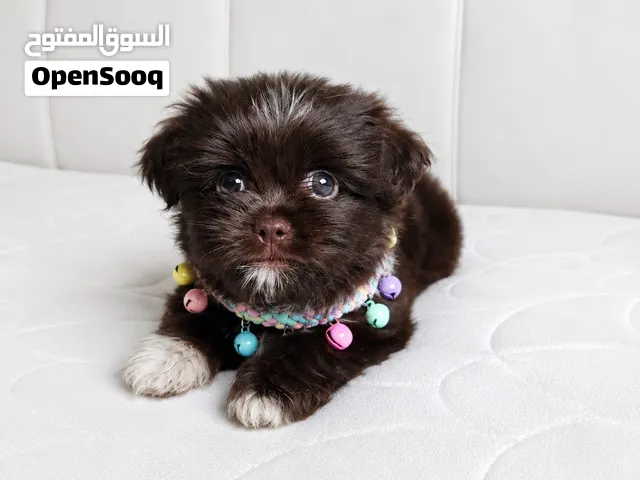 هفانيز ميني تي كب