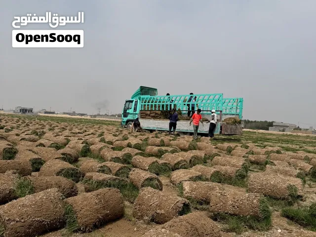 ثيل استرالي متر 2.500 الف
