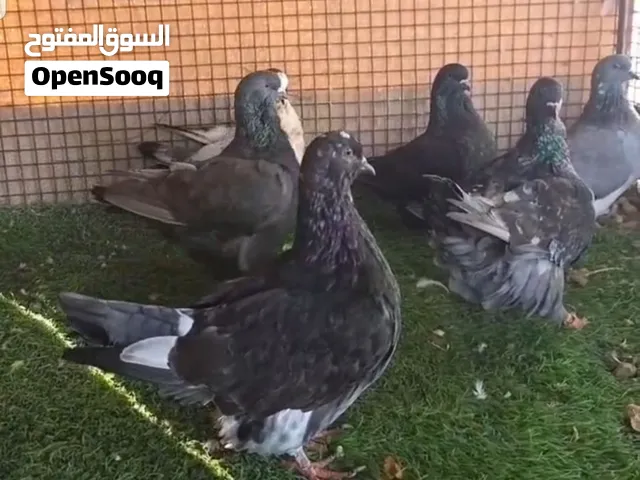للبيع فرش  العدد 6 جمله السعر 45