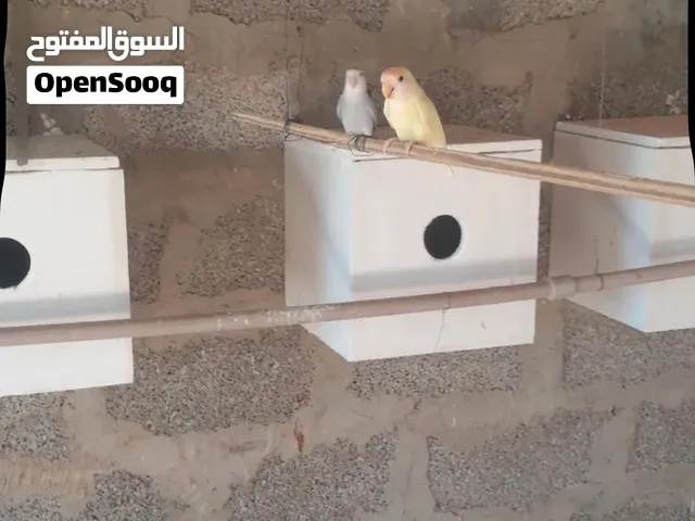 كوبيا لاقوا الابله اقرا الوصف