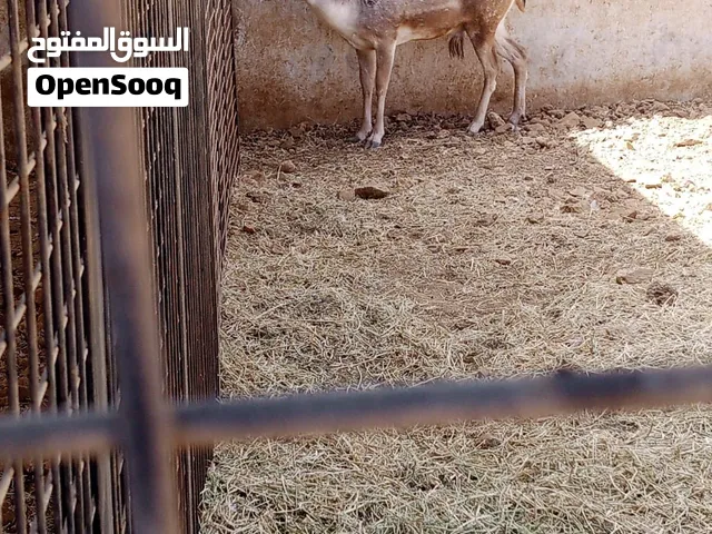 غزال فحل مقفول للبيع