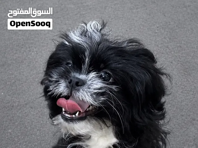 كلب شيتزو للبيع