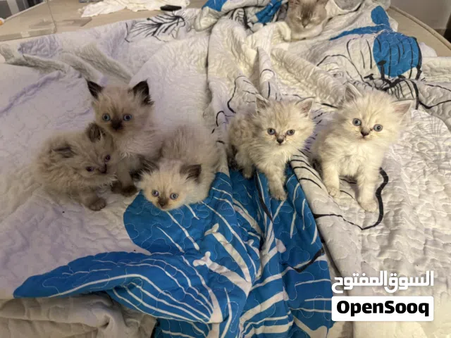 قطط هملايا بيور (إناث) للبيع